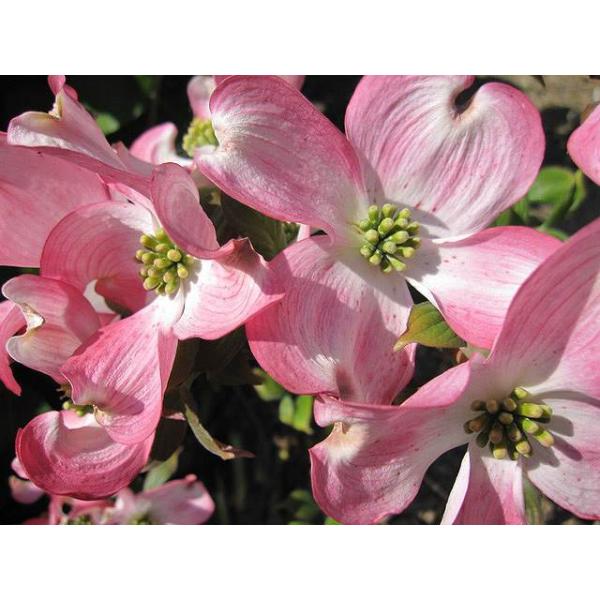 超人気の ハナミズキ 赤花単木 1 5m露地 1本 1年間枯れ保証 街路樹 公園樹 トオヤマグリーン 通販 Yahoo ショッピング Chukysovnpt Ca Com