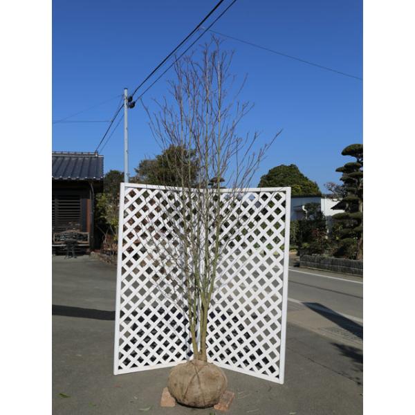 ハナミズキ 2 5m露地 落葉樹 白花株立ち 2 5m露地 2本セット 1年間枯れ保証 シンボルツリー落葉 大型商品 大型商品 個別送料5600円 トオヤマグリーン