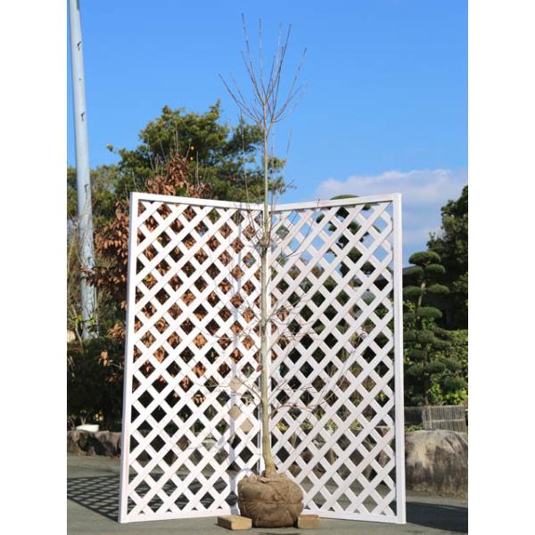 ハナミズキ ステラピンク 2 5m露地 1本 1年間枯れ保証 シンボルツリー落葉 6505 トオヤマグリーン 通販 Yahoo ショッピング