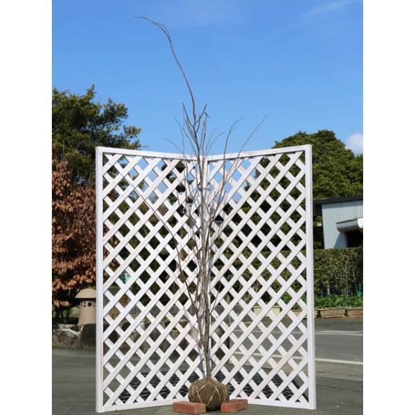 アメリカハナズオウ ハートオブゴールド 2 0m露地 1本 1年間枯れ保証 春に花が咲く木 トオヤマグリーン 通販 Yahoo ショッピング