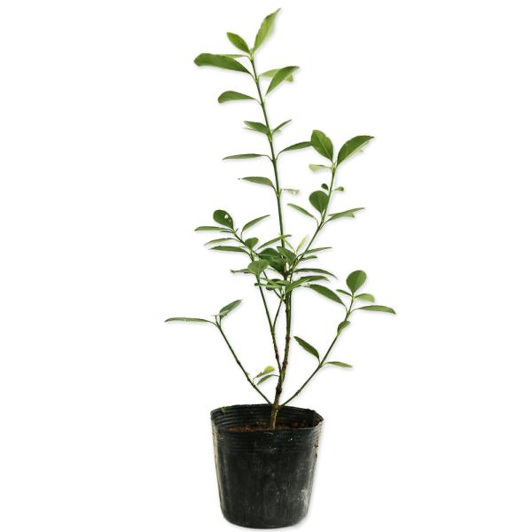 【オウゴンマサキ】 読み：おうごんまさき 学名：Euonymus japonicus var.aurea ニシキギ科ニシキギ属 常緑低木  【商品情報】 オウゴンマサキは土地を選ばず耐陰性も強い為に、環境が悪くても生育できます。緑色のつやが...