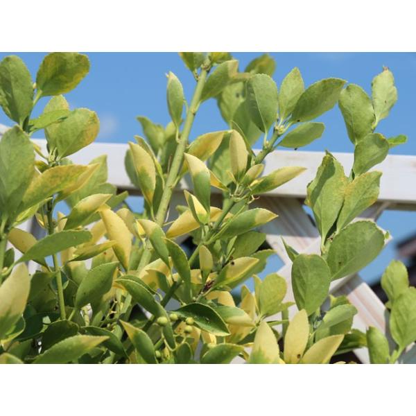 オウゴンマサキ 0 8m15cmポット 1本 1年間枯れ保証 生垣樹木 Buyee Buyee Japanese Proxy Service Buy From Japan Bot Online