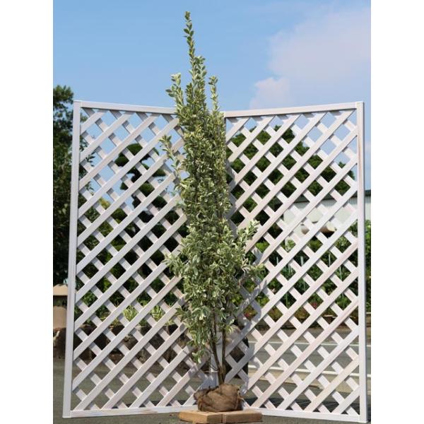 植木 盆栽 マサキの人気商品 通販 価格比較 価格 Com