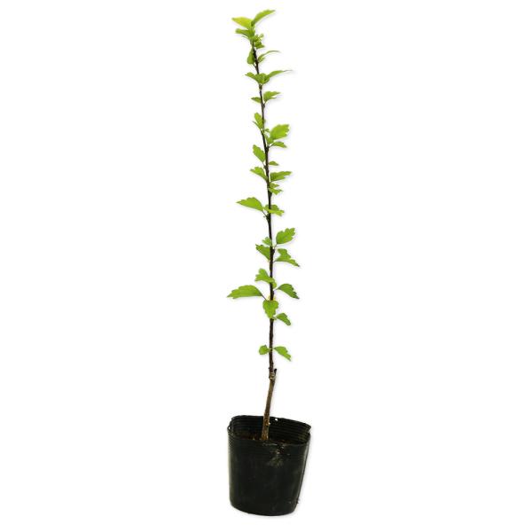 夏 植木の人気商品 通販 価格比較 価格 Com