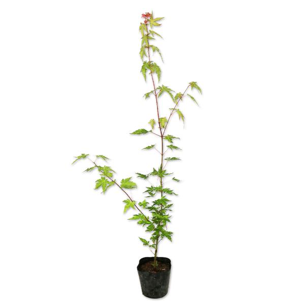 【イロハモミジ】 読み：いろはもみじ 学名：Acer palmatum ムクロジ科カエデ属 落葉高木  【商品情報】 モミジは秋に紅葉する代表的な品種です。モミジとはカエデの別名です。一般的に葉が手のひらのように裂けているものが『モミジ』と...