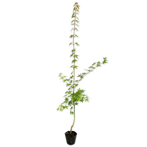 【イロハモミジ】 読み：いろはもみじ 学名：Acer palmatum ムクロジ科カエデ属 落葉高木  【商品情報】 モミジは秋に紅葉する代表的な品種です。モミジとはカエデの別名です。一般的に葉が手のひらのように裂けているものが『モミジ』と...