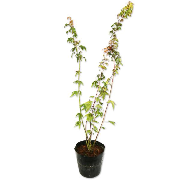 【イロハモミジ】 読み：いろはもみじ 学名：Acer palmatum ムクロジ科カエデ属 落葉高木  【商品情報】 モミジは秋に紅葉する代表的な品種です。モミジとはカエデの別名です。一般的に葉が手のひらのように裂けているものが『モミジ』と...