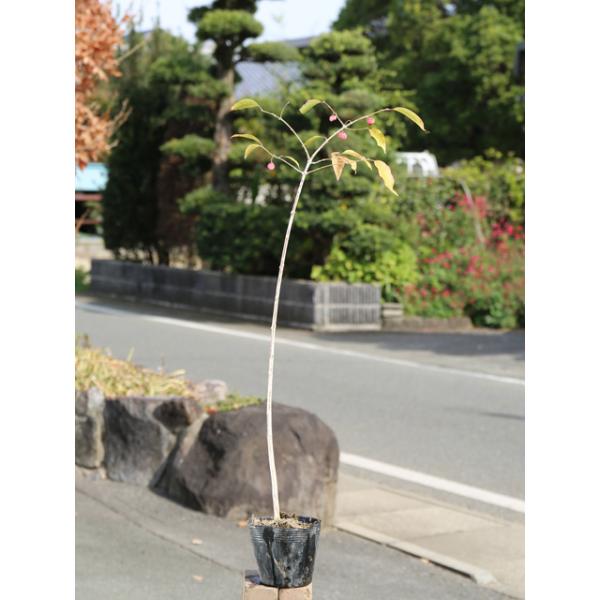 植木 盆栽 マユミの人気商品 通販 価格比較 価格 Com