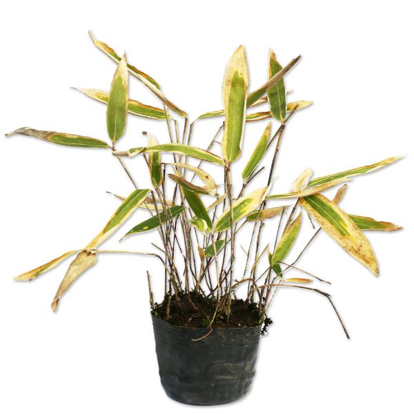 【ミヤコザサ】 読み：みやこざさ 学名：Sasa nipponica イネ科ササ属 常緑低木  【商品情報】 ササは日本を代表する下草です。いくつもの品種があり背が高低や葉の大小、斑入り品種など様々です。日本の気候に良く合い、地下茎で繁殖し...