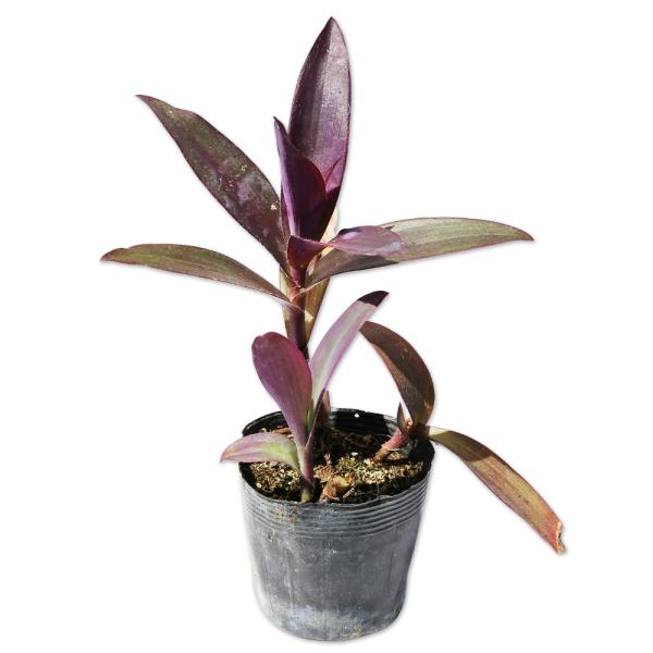 【ムラサキゴテン】 読み：むらさきごてん 学名：Tradescantia pallida  ツユクサ科ムラサキツユクサ属 常緑多年草  【商品説明】 ムラサキゴテンは常緑多年草です。葉や茎が紫色をしています。葉の表面に白っぽい毛が生えます。...