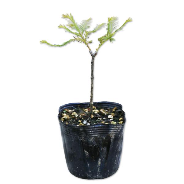 【メタセコイア】 読み：めたせこいあ 学名：Metasequoia glyptostroboides ヒノキ科メタセコイア属 落葉高木  【商品情報】 メタセコイアは落葉高木です。日本で常緑種のセコイアに似た化石が見つかり、絶滅種とされてい...