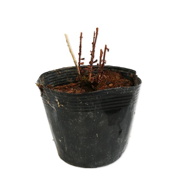 【ムスカリ】（） 読み：むすかり/むらさきいろ 学名：Muscari キジカクシ科ムスカリ属 多年草 別名：グレープヒヤシンス、ブドウヒアシンス  【商品説明】 ムスカリは球根性の多年草です。3〜4月になるとブドウのような花が咲きます。花弁...