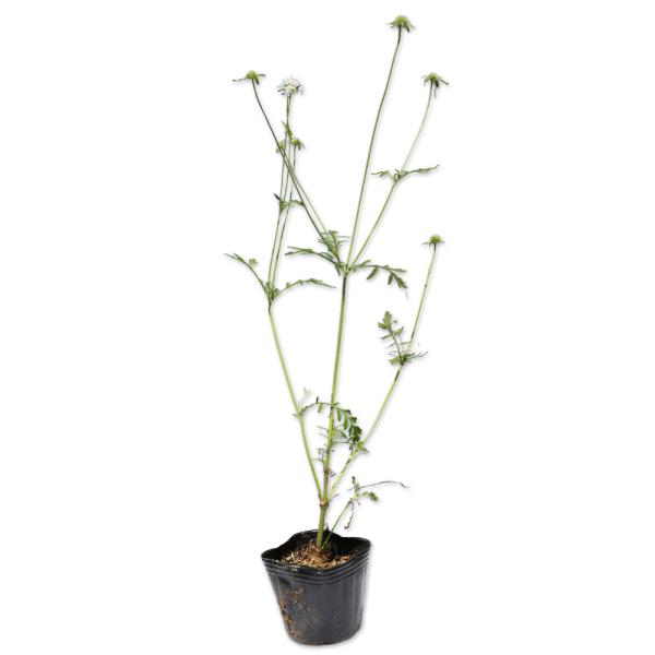【マツムシソウ】（松虫草） 読み：まつむしそう 学名：Scabiosa japonica マツムシソウ科マツムシソウ属 スカビオサ 別名：  【商品説明】 マツムシソウは越年草です。日本の固有種で山地の草原に生息しています。夏から秋にかけて...