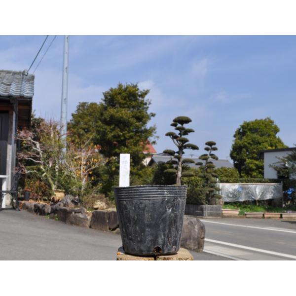 全ての ミョウガ中斑 Cmポット 8本セット 送料無料 1年間枯れ保証 山野草 人気ブランドを Nicmosul Org