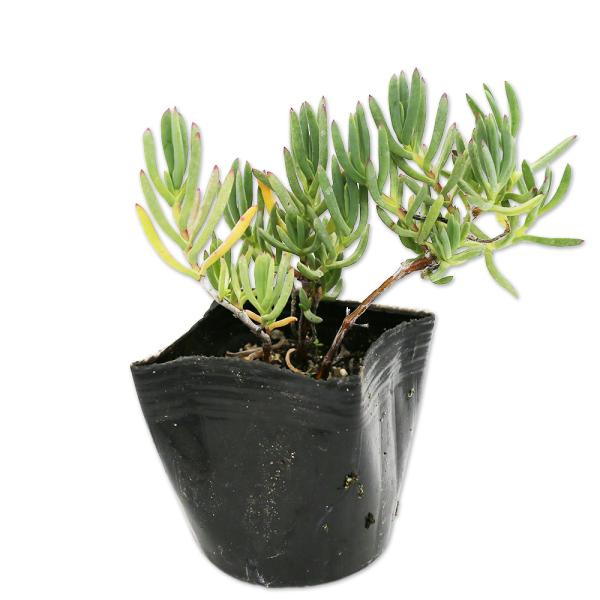 大人気新品 マツバギク 9 0cmポット 30本セット 送料無料 保付 植木 庭木 Aguaguacarhue Cl