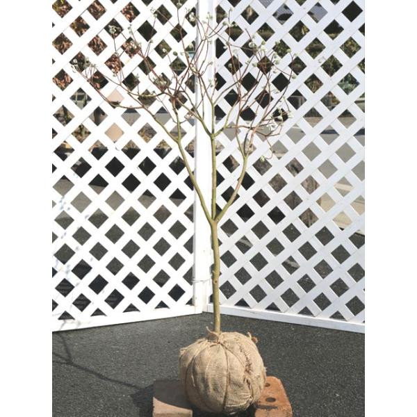 【ミツマタ】(三椏) 読み：みつまた 学名：Edgeworthia chrysantha ジンチョウゲ科ミツマタ属 落葉低木 別名：カミノキ  【名前の由来】 枝が三つ又に分かれることから。  【商品情報】ミツマタは2mになる落葉低木です。...