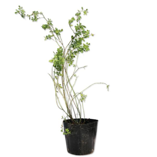 【ミヤコグサ】(都草) 読み：みやこぐさ 学名：Lotus japonicus マメ科ミヤコグサ属 多年草 別名：烏帽子草  【名前の由来】   【商品情報】 ミヤコグサはmになる多年草です。日本全国に自生しています。葉は5枚の小葉をもつ奇...