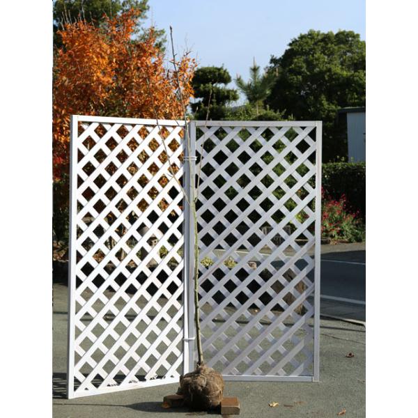 植木 盆栽 モクレンの人気商品 通販 価格比較 価格 Com