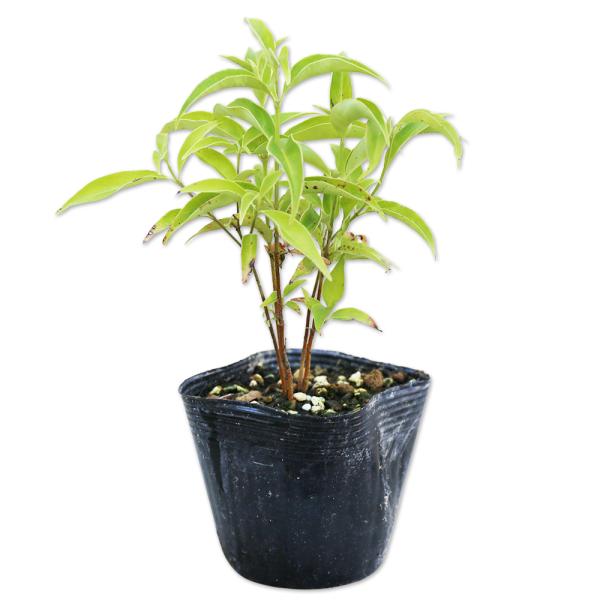 【常緑ヤマボウシ】（常緑山法師） 読み：じょうりょくやまぼうし 学名：Cornus capitata ミズキ科ミズキ属 常緑高木  【商品情報】 ヤマボウシは6月に小さい花が無数に咲きます。花が咲く年と咲きにくい年があるみたいです。秋には美...