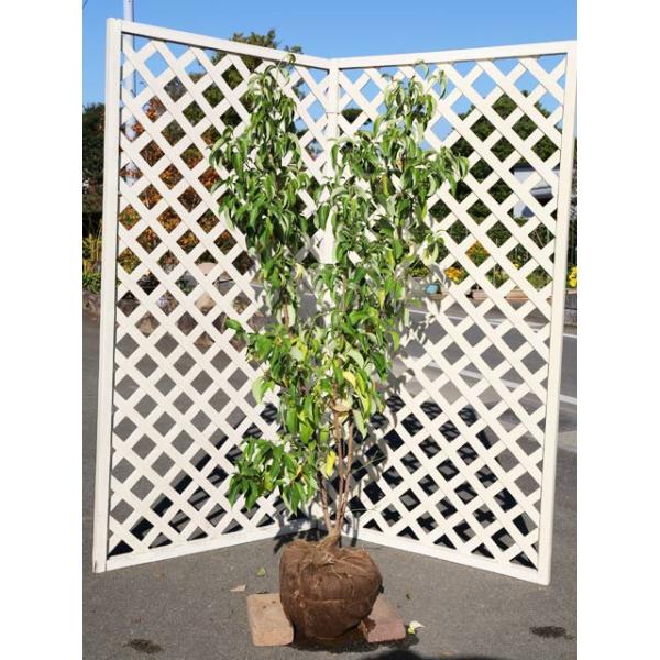 常緑ヤマボウシ株立ち 1 5m露地 1本 翌日出荷 1年間枯れ保証 シンボルツリー常緑 トオヤマグリーン 通販 Yahoo ショッピング