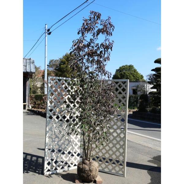 常緑ヤマボウシ株立ち 2 5m露地 1本 1年間枯れ保証 シンボルツリー常緑 トオヤマグリーン 通販 Yahoo ショッピング