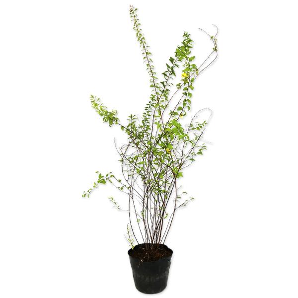 【ユキヤナギ】（雪柳） 読み：ゆきやなぎ 学名：Spiraea thunbergii バラ科シモツケ属 落葉低木  【商品情報】 ユキヤナギはびっしりと垂れる枝に咲く白い花が有名です。一つ一つの花は小さいですがまとまって咲きます。ヤナギに雪...