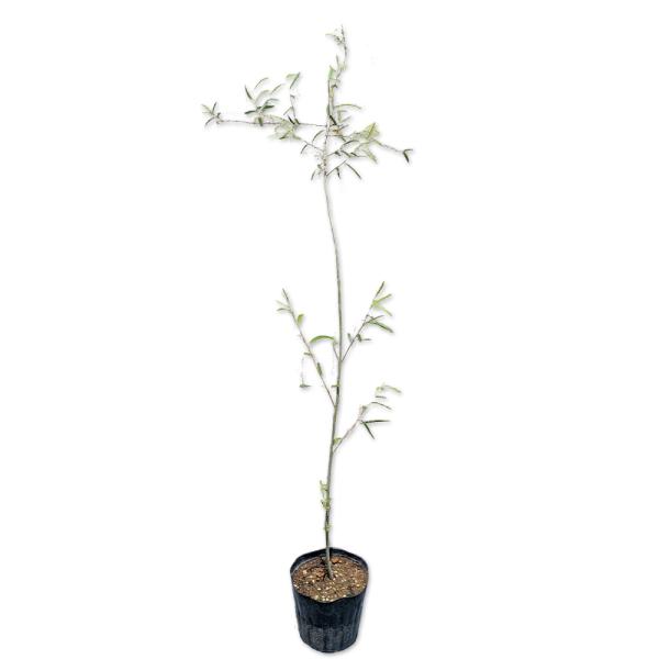 【シダレヤナギ】 読み：やなぎ 学名：Salix babylonica ヤナギ科ヤナギ属 落葉低木  【商品情報】 ヤナギは落葉低木です。早春に奇麗な白色の花穂がでます。3〜4月には黄色のブラシ状の花が咲きます。名前は花穂を猫に見立てたこと...