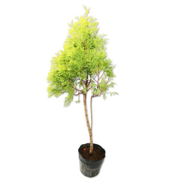 コニファー 盆栽 植木の人気商品 通販 価格比較 価格 Com