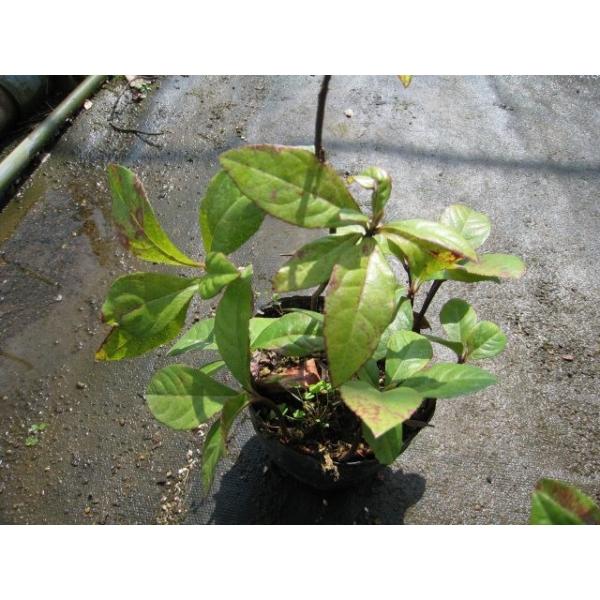 爆売り ヤブコウジ 9 0cmポット 30本セット 1年間枯れ保証 低木 トオヤマグリーン 通販 Yahoo ショッピング Sachin Lk