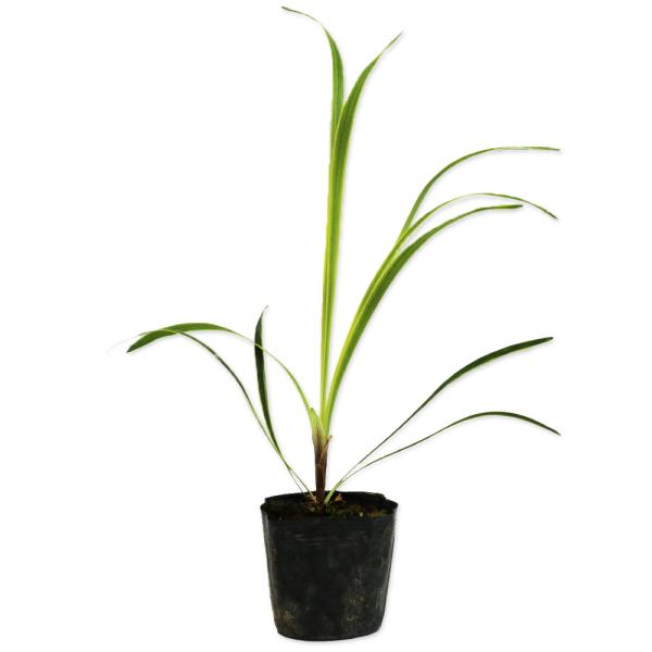 【斑入りヤブラン】 読み：ふいりやぶらん 学名：Liriope muscari キジカクシ科ヤブラン属 常緑宿根草  【商品情報】 ヤブランは日本原産ですが、アメリカでの人気が非常に高いです。暑さ、寒さに強く日陰でも良く育ちます。草形も美し...