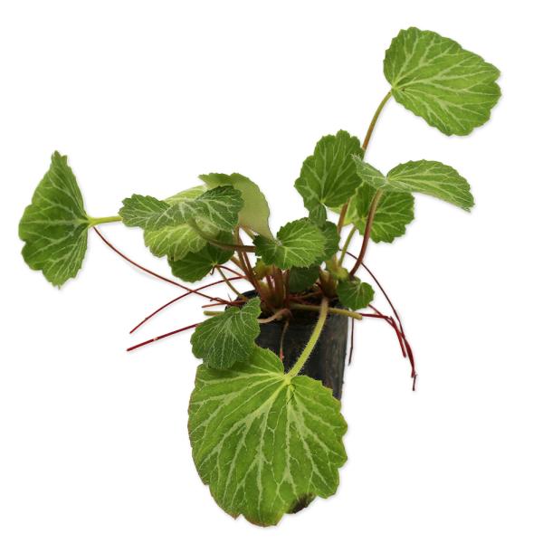 【ユキノシタ】 読み：ゆきのした 学名：Saxifraga stolonifera ユキノシタ科ユキノシタ属 常緑多年草  【商品情報】 ユキノシタは半日陰などによく生育されます。昔から人気がある品種です。葉は円形に近く葉の裏は赤みまたは緑...