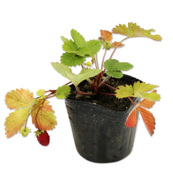 【ワイルドストロベリー】 読み：わいるどすとろべりー 学名：Fragaria vesca バラ科オランダイチゴ属 落葉多年草  【商品情報】 ワイルドストロベリーは落葉多年草です。全体の香りがよく、赤いイチゴがなります。実は生食したりジャム...