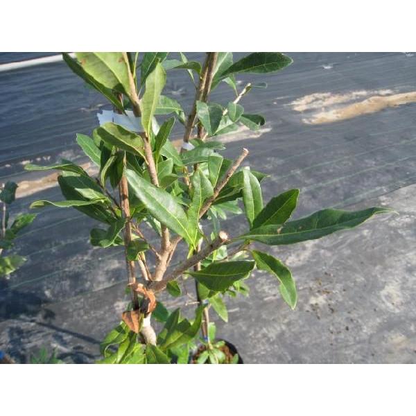 代引不可 ヤマモモ単木 1 5m露地 2本セット 送料無料 1年間枯れ保証 街路樹 公園樹 Rakuten Atempletonphoto Com