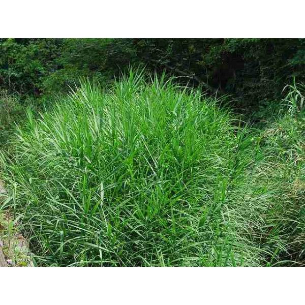 ツルヨシ 10 5cmポット 1本 1年間枯れ保証 水生植物 トオヤマグリーン 通販 Yahoo ショッピング