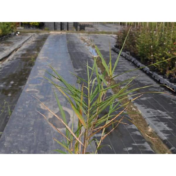ツルヨシ 10 5cmポット 1本 1年間枯れ保証 水生植物 トオヤマグリーン 通販 Yahoo ショッピング