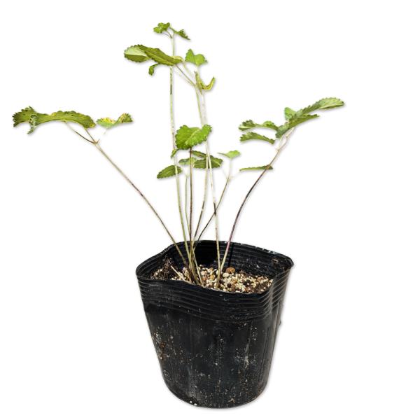 【ワレモコウ】（吾亦紅、吾木香） 読み：われもこう 学名：Sanguisorba officinalis バラ科ワレモコウ属 多年草 別名：  【商品情報】 ワレモコウは多年草です。秋に茎をのばし先端に赤い穂状の花がつきます。日本や中国やシ...