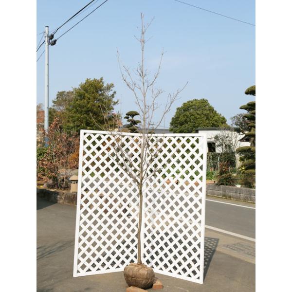 ヤマボウシ 赤花 盆栽 植木の人気商品 通販 価格比較 価格 Com