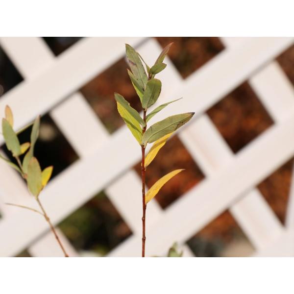 イヌコリヤナギ ハクロニシキ 0 5m10 5cmポット 1本 当日出荷 1年間枯れ保証 葉や形を楽しむ木 トオヤマグリーン 通販 Yahoo ショッピング