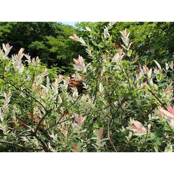 イヌコリヤナギ ハクロニシキ 1 0m10 5cmポット 5本セット 送料無料 1年間枯れ保証 葉や形を楽しむ木 トオヤマグリーン 通販 Yahoo ショッピング