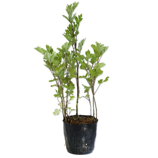 【ヨモギ】(蓬) 読み：よもぎ 学名：Artemisia princeps キク科ヨモギ属  多年草 別名：モチグサ、エモギ、サシモグサ  【名前の由来】 よく萌えでる草から。  【商品情報】ヨモギは1mになる多年草です。北アジアが原産です...