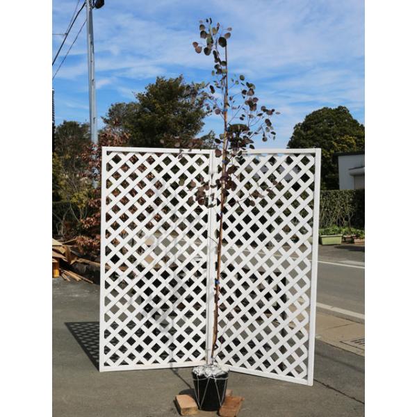 ユーカリ ポポラス 2 5m露地 2本セット 送料無料 1年間枯れ保証 シンボルツリー常緑 トオヤマグリーン 通販 Yahoo ショッピング