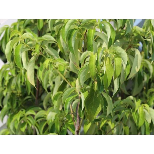 常緑ヤマボウシ 月光株立ち 2 5m露地 2本セット 1年間枯れ保証 2本セット 春に花が咲く木 常緑樹 大型商品 個別送料5600円 2 5m露地 トオヤマグリーン