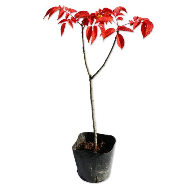 ヤマウルシ 0 1m10 5cmポット 5本セット 送料無料 1年間枯れ保証 山林苗木 トオヤマグリーン 通販 Yahoo ショッピング