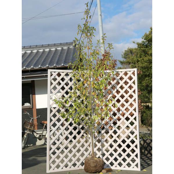 常緑ヤマボウシ 盆栽 植木の人気商品 通販 価格比較 価格 Com