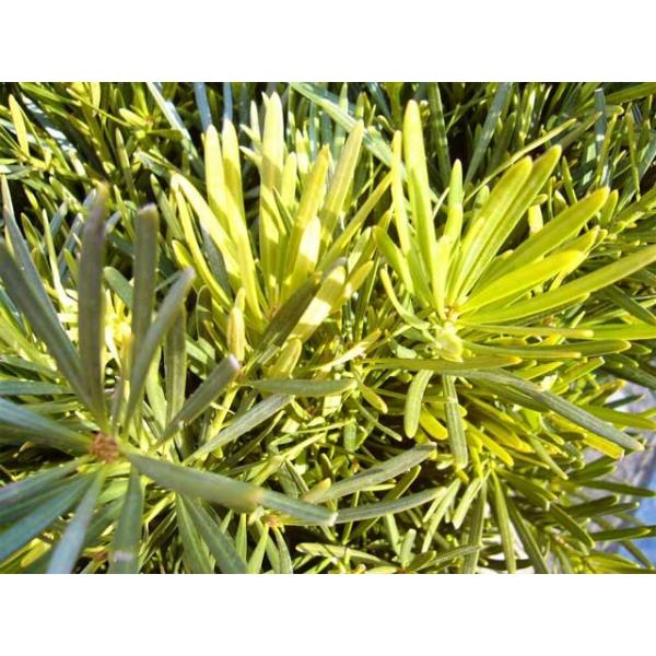 ラカンマキ 2 5m露地 2本セット 1年間枯れ保証 シンボルツリー常緑 大型商品 個別送料5600円 Gorkhasansar Com