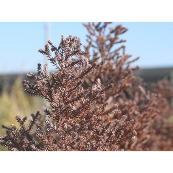 レッドスター 0 6m18cmポット 10本セット 送料無料 1年間枯れ保証 コニファー Buyee Buyee Japanese Proxy Service Buy From Japan Bot Online