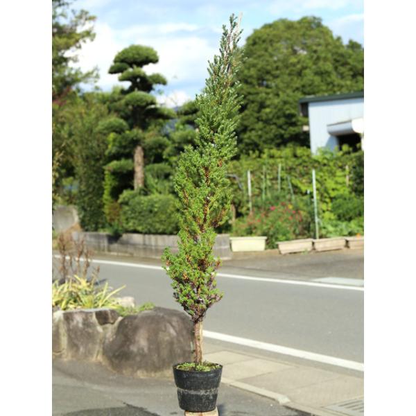 コニファー レッドスター 盆栽 植木の人気商品 通販 価格比較 価格 Com