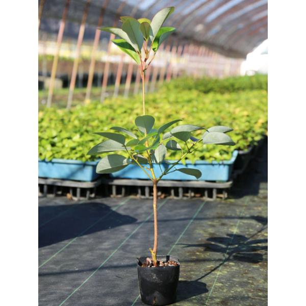 ロドレイア 0 5m10 5cmポット 10本セット 送料無料 1年間枯れ保証 春に花が咲く木 トオヤマグリーン 通販 Yahoo ショッピング