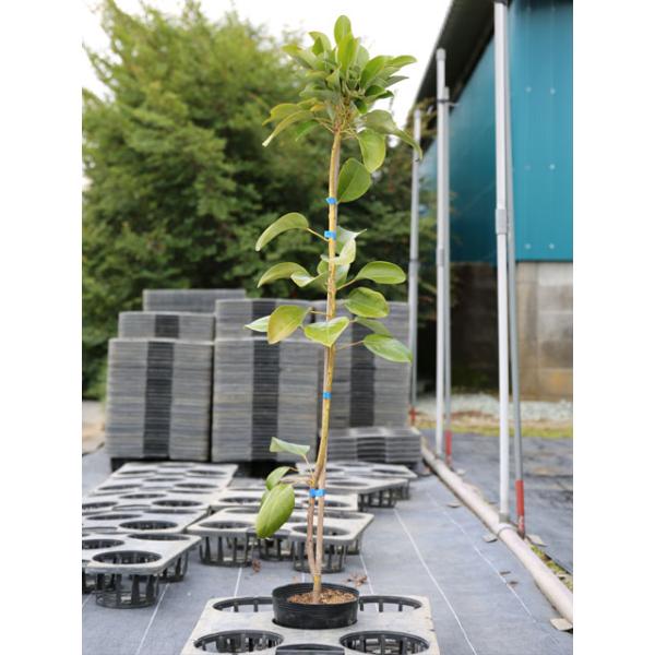 ロドレイア 0 8m15cmポット 1本 1年間枯れ保証 春に花が咲く木 トオヤマグリーン 通販 Yahoo ショッピング