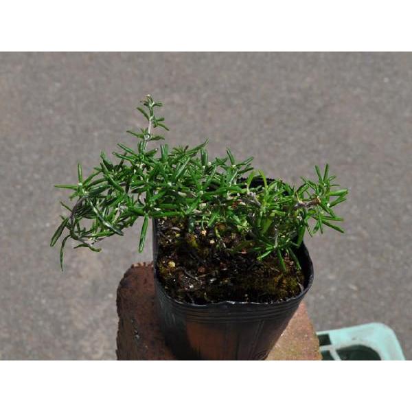 ローズマリー プロストラータス 9 0cmポット 1本 1年間枯れ保証 ハーブ トオヤマグリーン 通販 Yahoo ショッピング